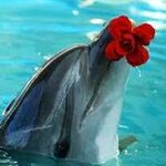 samka delphina